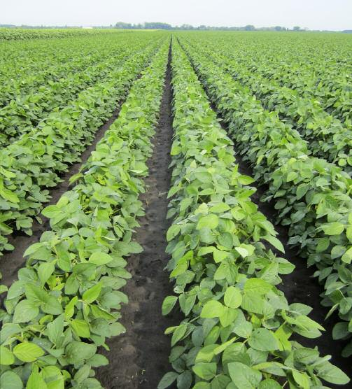 Sojabohnen Die besten Wachstumsbedingungen für Soja bieten schwere, nährstoffreiche Böden mit guter Wasserrückhaltekraft und eher niedrigem ph-wert.