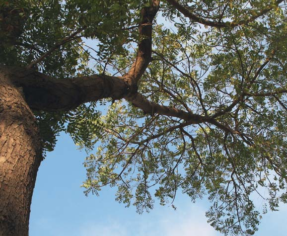 Vom Niembaum zum Mahalin-Extrakt Der Niembaum (Azadirachta indica) wird in seinem Heimatland Indien als der freigiebige Baum und Apotheke Früchte und Blüten werden in Indien Schutz vor