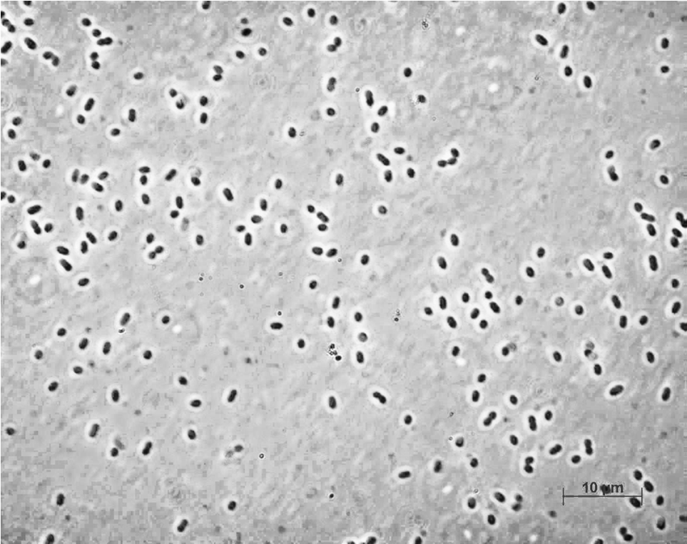 Hintergrund Enterokokken können als Grampositive, fakultativ anaerobe, unbewegliche und im Durchmesser circa 1 µm messende Kokken beschrieben werden (Abb. 2.4). Die Gattung Enterococcus umfasst Abb.