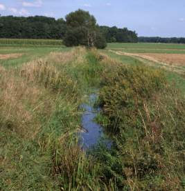 Gewässerunterhaltung in Naturschutzgebieten Bruchbach/Otterbach, LK Südl.
