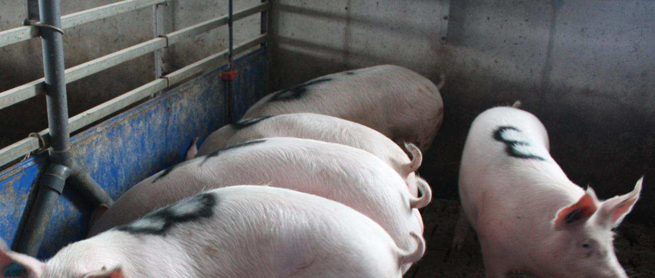konventioneller Stall Beurteilung des Liegeverhaltens von Mastschweinen in