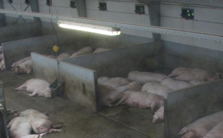 Tierschutz- NutztierhaltungsVerordnung: Schweine