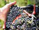 Die geradlinigen, von Typizität der Terroirs geprägten Weine sind bester Ausdruck der Qualitätsphilosophie.