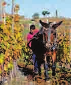 Sie greifen dabei auf ein breites Spektrum von Rebsorten zurück, nach wie vor die traditionellen Weine aus den einheimischen Rebsorten Callet, Manto Negro und Fogoneu hergestellt.