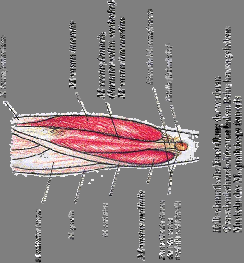 Anatomie des Kniestreckers