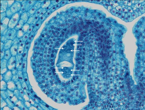 8: Lilium candidum, Detail eines Embryosacks im 8-kernigen Stadium; In den Pollensäcken (= Mikrosporangien) entwickeln sich einige, sog.