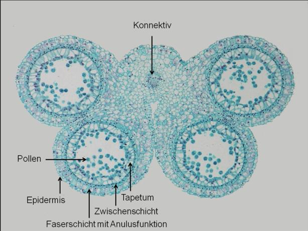 Die Pollenkornmutterzellen sind zum Zeitpunkt der Meiose von einer Kallosehülle umgeben.