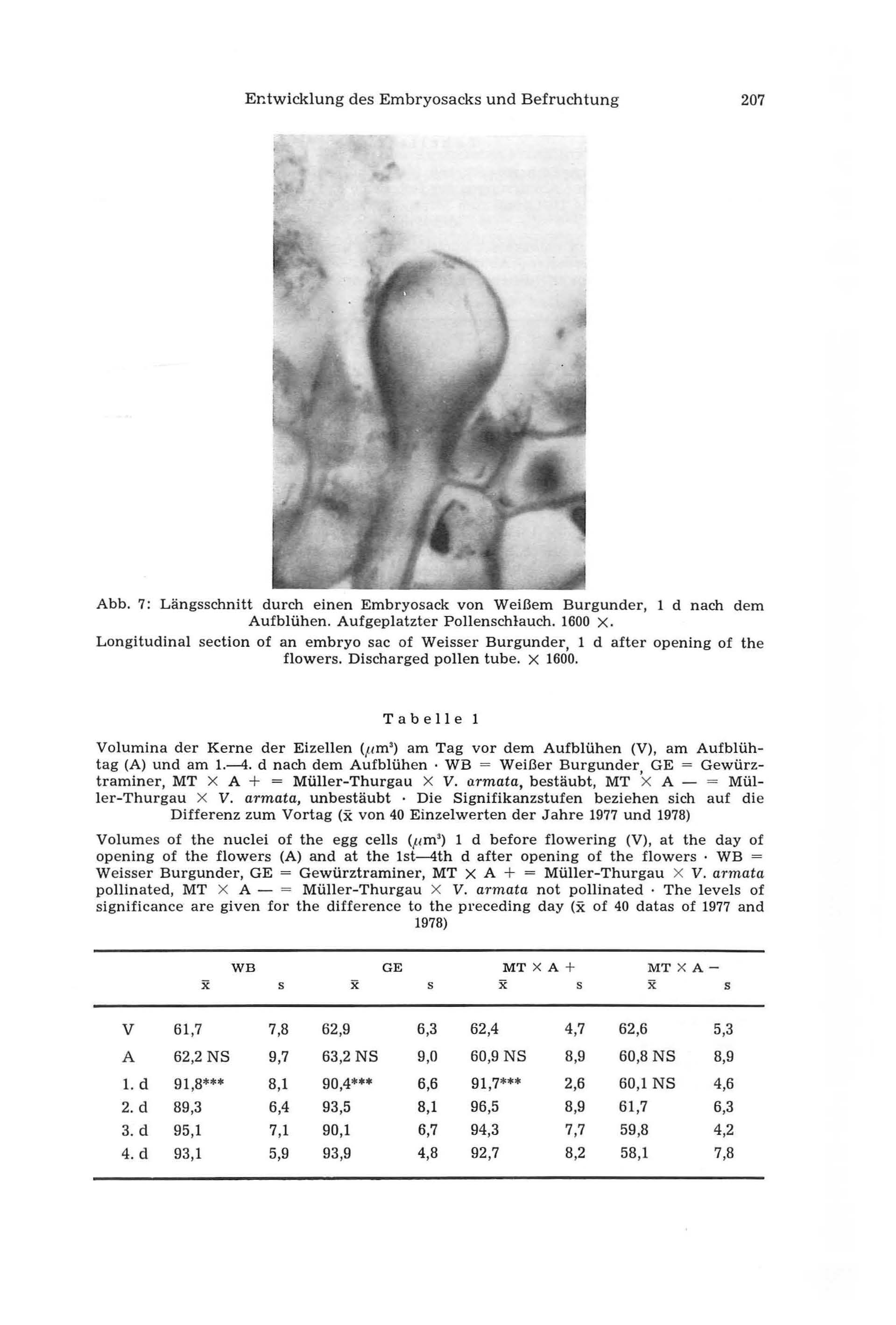 Entwicklung des Embryosacks und Befruchtung 207 Abb. 7: Längsschnitt durch einen Embryosack von Weißem Burgunder, 1 d nach dem Aufblühen. Aufgeplatzter Pollenschlauch. 1600 x.