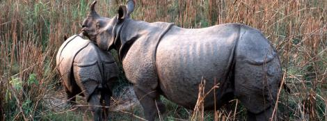 Gerald S. Cubitt / WWF-Canon Zusammenleben Alle asiatischen Nashörner sind Einzelgänger. Nur während dem Fressen oder beim Suhlen an sumpfigen Stellen dulden sie andere Nashörner neben sich.