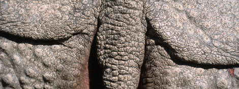 Der WWF unterstützt eine Organisation (TRAFFIC), die den Handel mit Nashorn-Hörnern stoppen will. Der WWF setzt sich dafür ein, dass die Schutzgebiete bestehen bleiben.