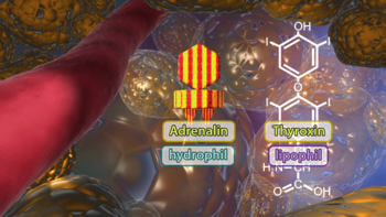 Abbildung 4: Proteinhormon Glukagon Am Beispiel des Adrenalins und des Thyroxins (beide Tyrosin-Derivate) zeigt der Film, dass es sowohl hydrophile als auch lipophile