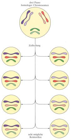 Zufällige Verteilung Väterliche und mütterliche Chromosomen werden zufällig miteinander kombiniert.