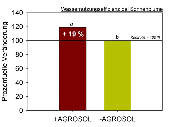 Hinsichtlich Biomasseentwicklung (Abb. 6a) lagen die AGROSOL-Pflanzen über der unbehandelten Vergleichsvariante (+ 13,3 %), während der Wasserverbrauch (Abb. 6b) um 4,3 % geringer war.