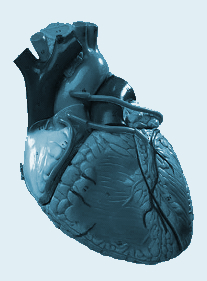 Ressource für Schüler: So funktionieren Herzklappen (Fortsetzung) Konstruktionsweise Kugel im Käfig: Das Käfig-Kugel-Design ist die Basis einer der frühesten mechanischen Herzklappen.