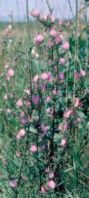 Der Österreich-Salbei (Salvia austriaca) blüht weiß von Mai bis September, die Staubblätter stehen aus der Blüte heraus.