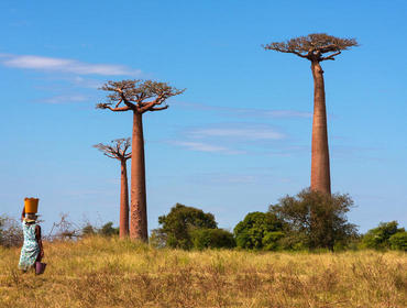 Diese ist bekannt wegen ihrer vielen Baobab-Bäume. Manche dieser Bäume werden bis zu 1000 Jahre alt.