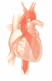 Ihr Herz Funktionsweise Arbeitsphase Ruhephase Ihr Herz ist eine Muskelpumpe mit einer sehrwichtigen Aufgabe: Sie pumpt sauerstoffreiches Blut bis in die kleinsten Gefäße Ihres Körpers.