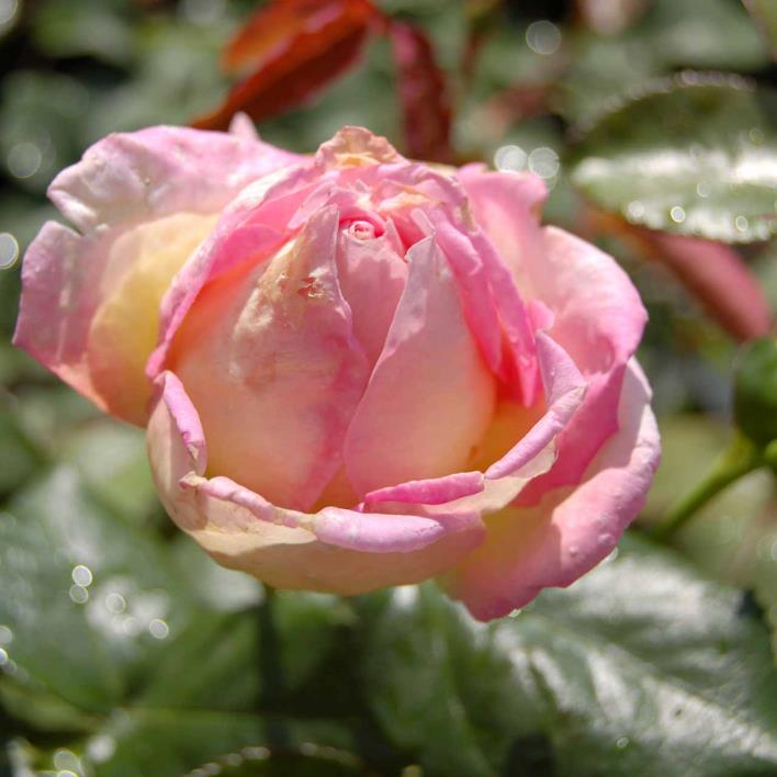 Elle Beetrose Romantik-Rose apricot-zartrosa stark gefüllt 8-9, einzeln / zu mehreren stark spitz, gedreht mittelstark, aufrecht mittelgross, mittelgrün,