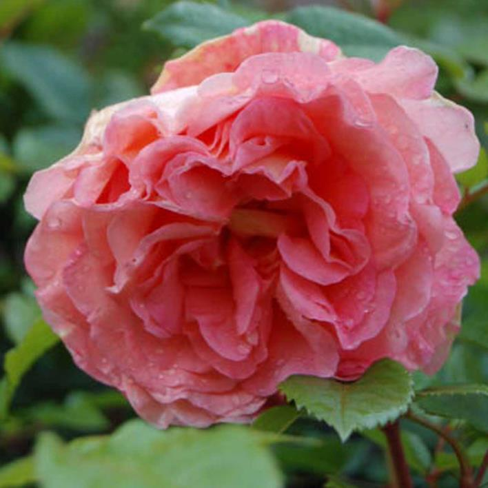 Augusta Luise Romatik-Rose 8-10 champagner-rosé stark gefüllt, nostalgisch sehr stark kegelförmig aufrecht, gut verzweigt mittelgross, dunkelgrün,