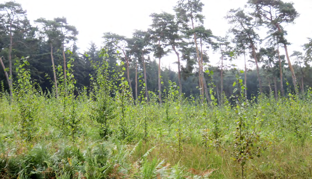28 Die Wetterverhältnisse bis zum Sommer 216 ein forstmeteorologischer Beitrag zum Waldzustand in Nordrhein-Westfalen Gemessen an der Niederschlagssumme, die in einem normalen Jahr im Süden der