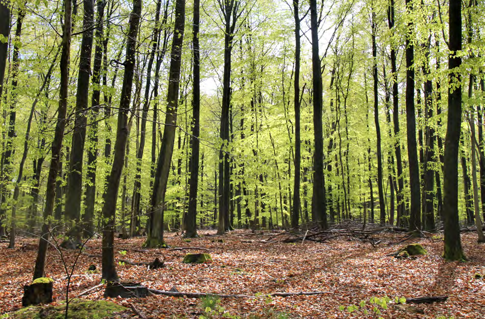 6 Foto: Lutz Falkenried Die Waldzustandserfassung 216 die wichtigsten Ergebnisse im Überblick Kronenzustand Auf den gesamten Waldbaumbestand bezogen, hat sich 216 der Kronenzustand im Vergleich zum