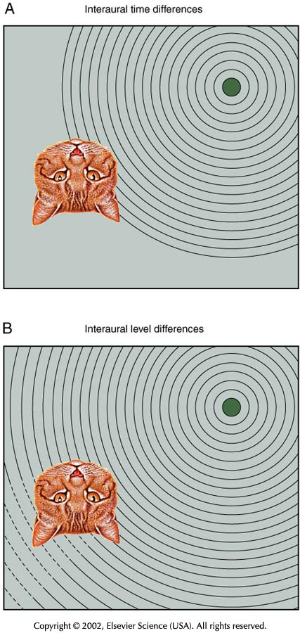 Richtungshören: zwei Parameter werden genutzt: interauraler Zeitabstand (wird bei niedrigen Frequenzen eingesetzt) cochlearer Nucleus interaurale