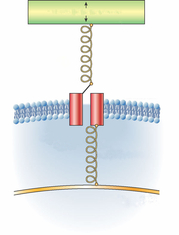 Model der mechanosensorischen Transduktion Mögliche Mechanismen: - Veränderungen des Kanals - Verschiebung des internen Konnektors gegenüber dem Cytoskelett - Der extra- oder der intrazelluläre