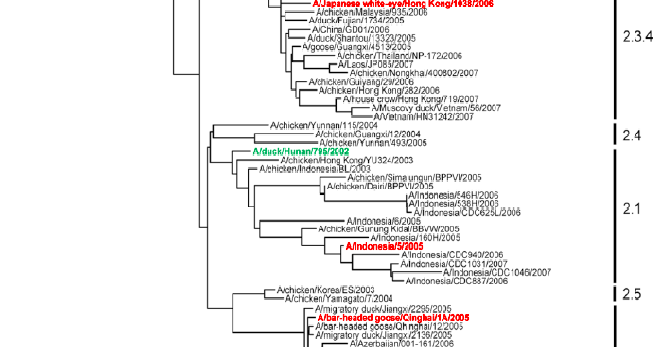 H5N1 Varianten durch