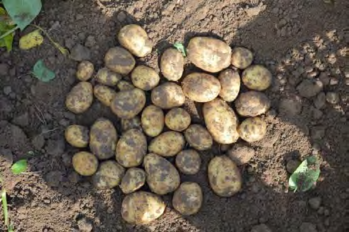 400 kg/ha Kalkstickstoff Die Ertragsbestimmung erfolgte durch Verwiegung der in Kisten geernteten Kartoffeln.