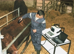 Abb. 1. Ultraschallmessungen wurden regelmässig an den lebenden Tieren vorgenommen. Die Schlachtung der Ochsen (IMF-Serie) erfolgte, sobald das IMF-Niveau von 3 bis 4 erreicht wurde. Abb. 12.