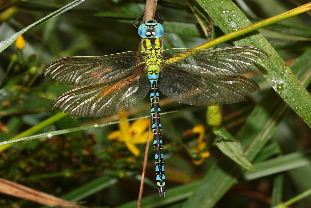 Die Grüne Mosaikjungfer, Aeshna viridis. Abb. 16: 09.