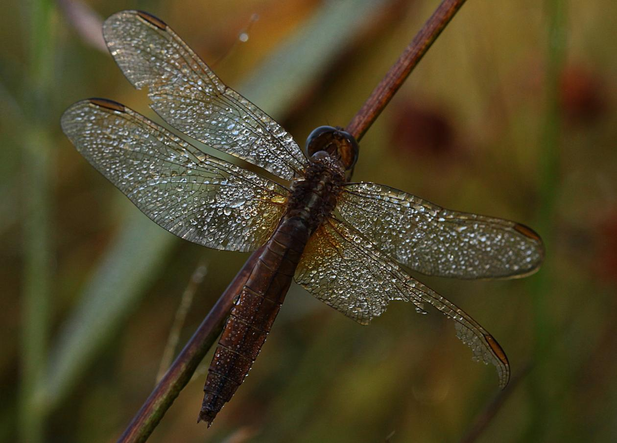 Heidelibelle, Sympetrum striolatum Abb. 33: 08.