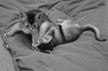 Kätzchen Katzenkinder kommen mit geschlossenen Augen und noch fest verschlossenen Ohren zur Welt. Viele verbringen die ersten vier Lebenswochen überwiegend in der Wurfkiste.