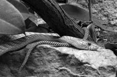 Giftige Schlangen Schlangen sind fußlose Kriechtiere. Sie bewegen sich schlängelnd fort.
