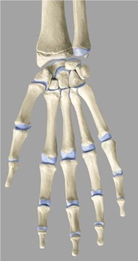 R U Hand Gelenke Distales Radioulnargelenk: Drehgelenk Proximales Handgelenk: Radius proximale Reihe Handwurzelknochen: Eigelenk (zwischen Ulna und proximalen Handgelenk liegt ein Diskus) Distales
