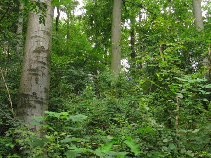 Baustein: Einsendung Waldbilder (Sommer 2015) Einsendung von einem Foto je Waldnutzergruppe Positivbeispiel / erstrebenswerter