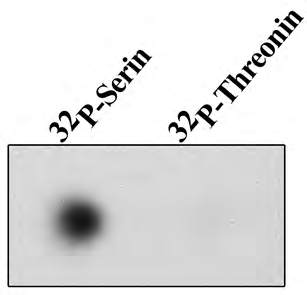 ERGEBNISSE 109 Protein durch Trypsinverdau eluiert und in Peptidfragmente gespalten. Nach Perameisensäureoxidation wurde anschließend ein Aliquot des Gesamtverdaus von ca.