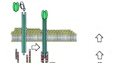 EINLEITUNG 7 Bax und Bak sind, wie in Abbildung 2 beschrieben, die direkten Aktivatoren der Mitochondrien. Sie werden durch Mitglieder der BH3-only-Familie aktiviert, indem z.b. die durch Caspase-8 oder -10 trunkierte Form von Bid (tbid) eine Konformationsänderung des zytosolischen Bax induziert.