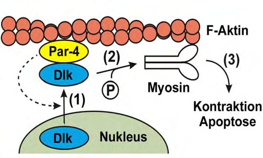 EINLEITUNG 17 Terminus des Par-4 Proteins erreicht wird.