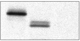 ERGEBNISSE 62 Wie in Abbildung 6 zu erkennen ist, treten zwei Transkripte von Amida mit einer Größe von etwa 1,0 und 1,2 kb in den Geweben auf.