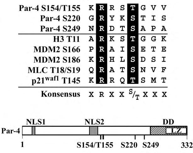ERGEBNISSE 87 4.2.1.3 Identifizierung potentieller Dlk-Phosphorylierungsstellen im Par-4 Protein Die Arbeiten von Page et al.
