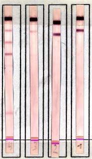 bmp INSTAND-I 07_II/05 organisms / PCR reaction: ~0 2 Institut für Medizinische Mikrobiologie und Hygiene Universität,