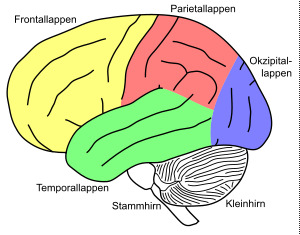 Das Gehirn berechnet 3D-Informationen - nicht nur aus Stereo-Bildinformation -