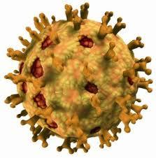 Darminfektionen durch Viren Sehr häufig werden Durchfälle von Viren