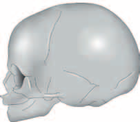 (paraxiales Mesoderm): Teil der hinteren Schädelbasis. Sutura frontalis Sutura coronalis Sutura sagittalis Sutura lambdoidea a Fonticulus anterior Fonticulus posterior Deckknochen des Schädels.