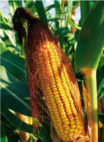 A short visit to the Native Americans The Native Americans and maize It all started with maize. Native Americans of North America believed that God created the first human being out from maize.