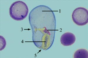Abbildung 7: Seeigellarve: Rot eingefärbt ist das Gewebe des Mesoderms, blau das Gewebe des Exoderms und gelb das Gewebe des Endoderms.