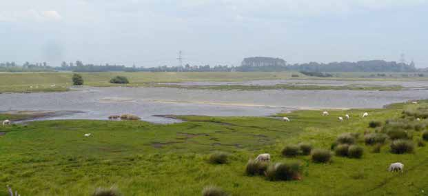 2 3 Schafbeweideter Polder in Zeeland / Niederlande. Dünenerosion im Bereich des Naturschutzgebietes»Heiligensee und Hütelmoor«an der Ostseeküste.