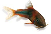Diese farbenprächtige Art bevorzugt die Gesellschaft kleinerer, ruhiger Fische und kommt am besten in gut ausgeleuchteten, dicht bepflanzten Becken mit dunklem Bodengrund zur Geltung.