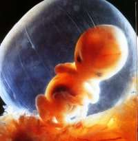 4. 5 Wasser in der Biologie 192 Wasser im Leben vor der Geburt Enbryo im Fruchtwasser (amniotische Flüssigkeit) Das Fruchtwasser ist eine klare, leicht gelbliche wässrige Lösung, welche das
